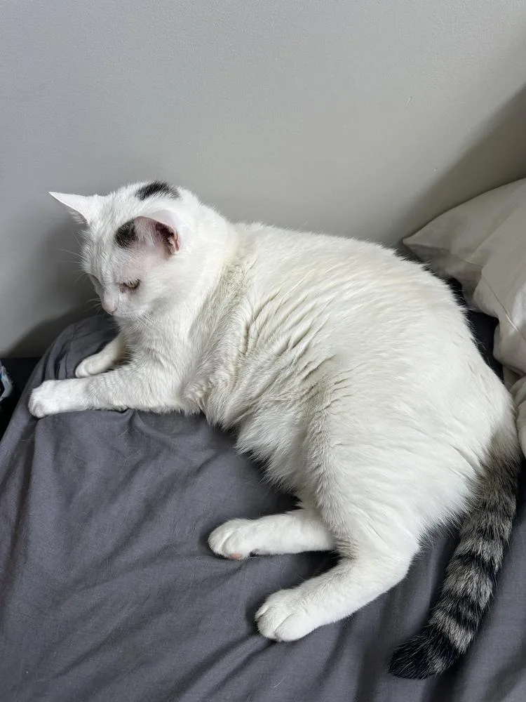 Flabby Gabby
