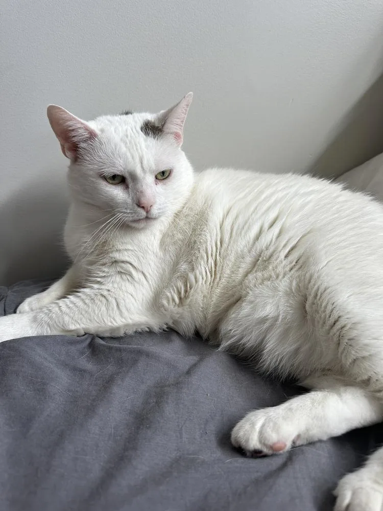 Flabby Gabby thumbnail 3