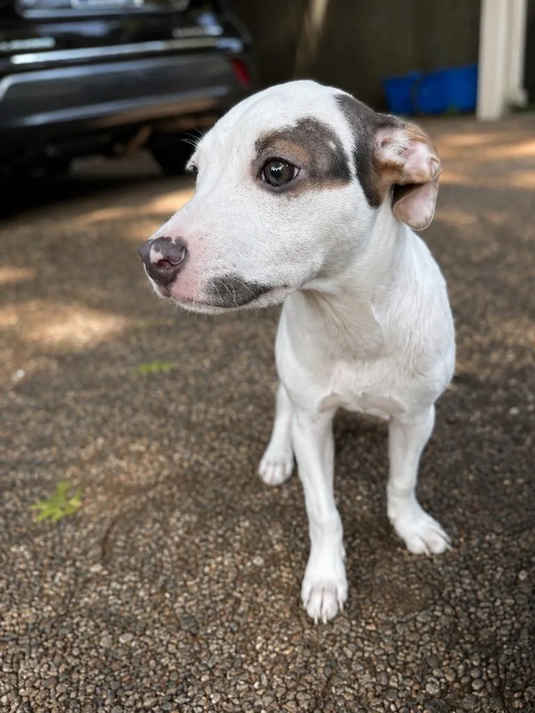A baby large-sized female Pit Bull Terrier dog named Millie Moo for adoption in Princeton, MA