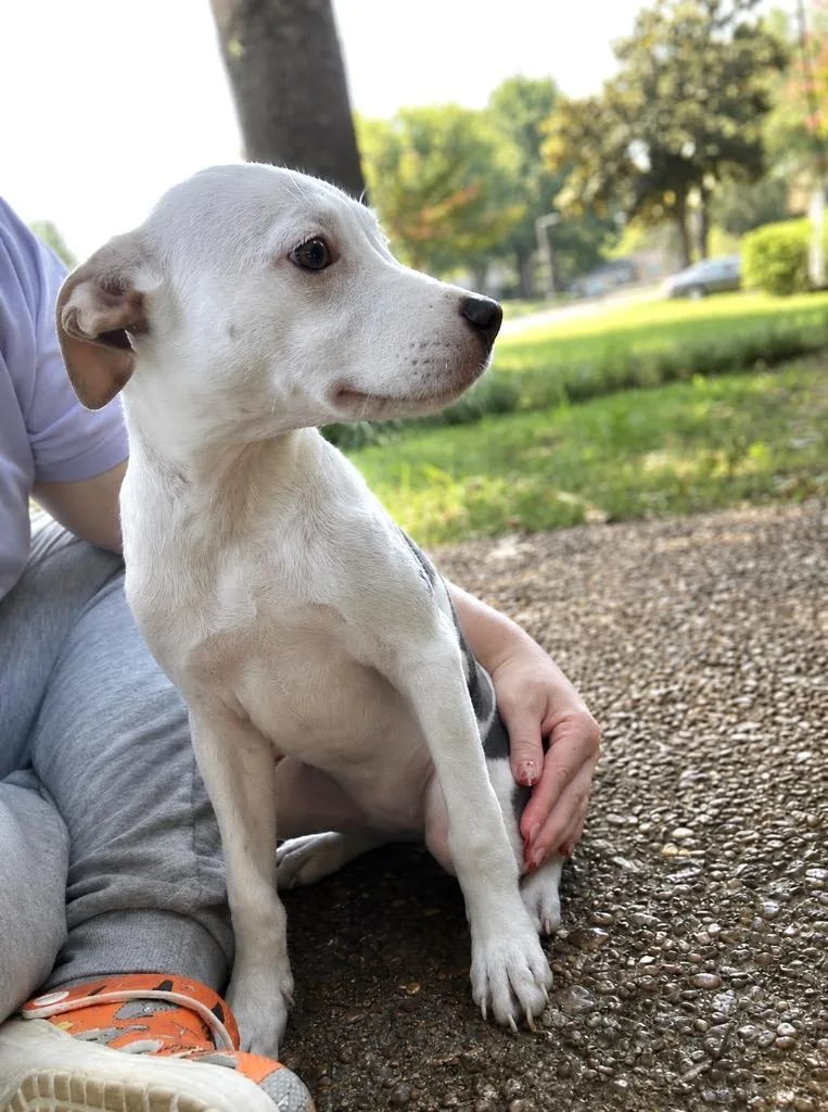 Millie Moo thumbnail 2