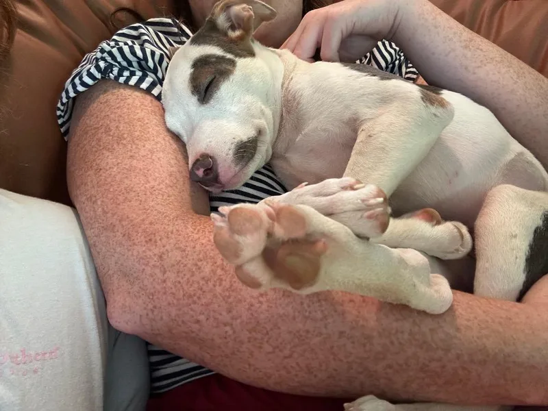 Millie Moo thumbnail 3