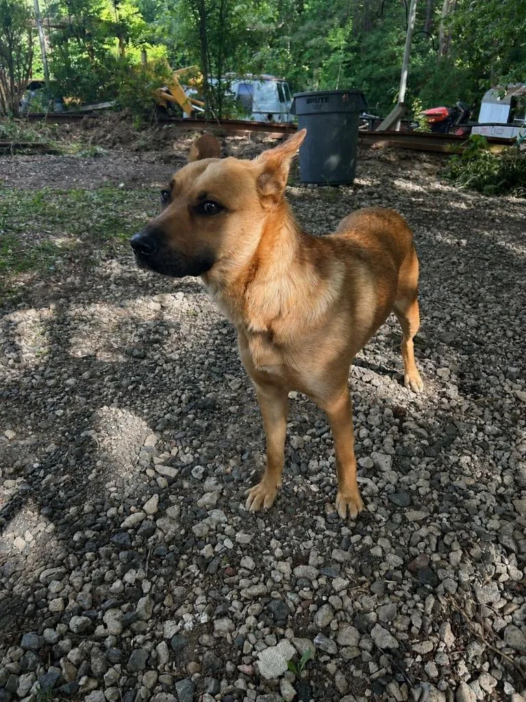 A young medium-sized female Mixed Breed dog named Marge for adoption in Oxford, NC