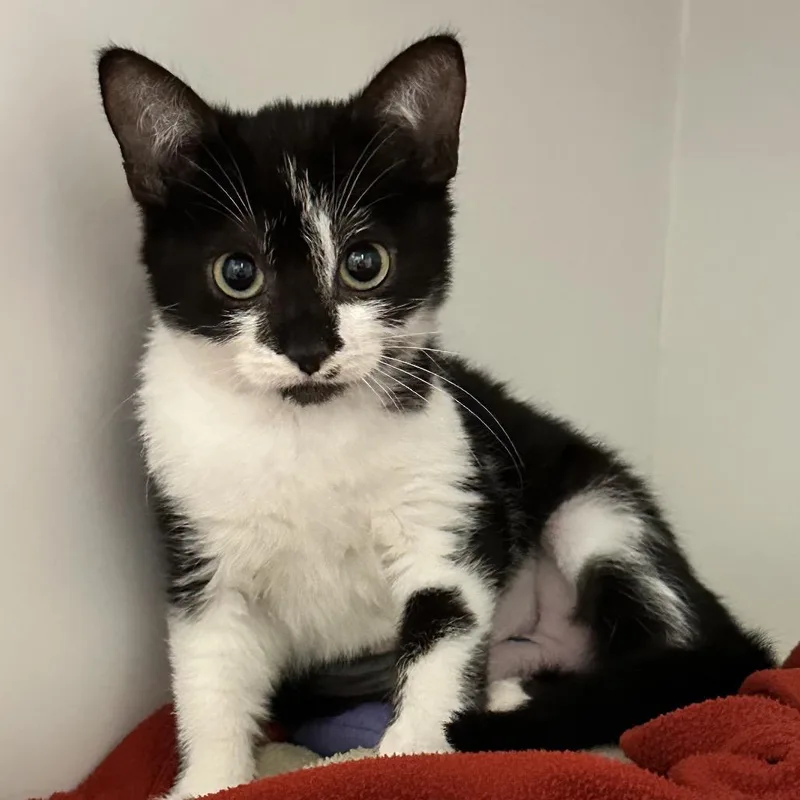 Olivia Benson thumbnail 2