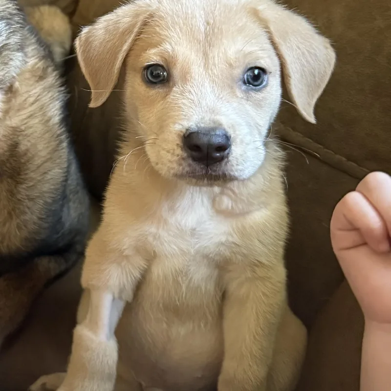 A baby medium-sized male Yellow / Tan / Blond / Fawn Yellow Labrador Retriever dog named Zander for adoption in tannersville, PA