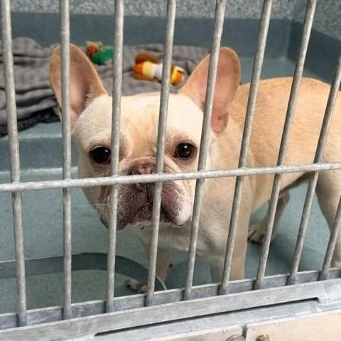 An adult medium-sized male Yellow / Tan / Blond / Fawn French Bulldog dog named Rexy for adoption in Long Beach, CA