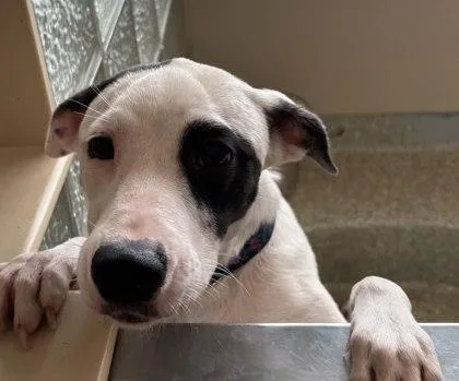 A young large-sized female Mixed Breed dog named Mimi for adoption in Washington, DC