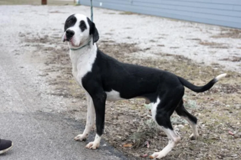 An adult large-sized male Black Mixed Breed dog named Ebenezer for adoption in Terre Haute, IN