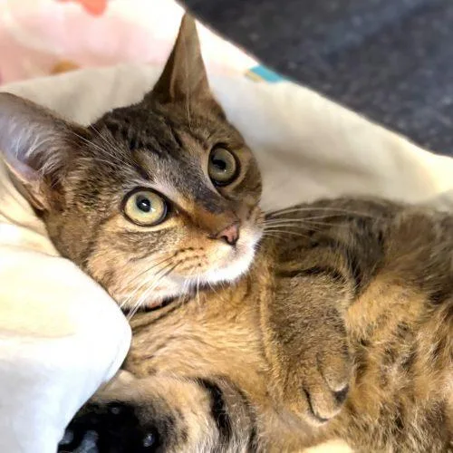 A baby small-sized male Brown / Chocolate Tabby cat named Pancake for adoption in Knoxville, TN