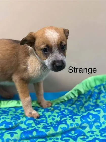 A baby medium-sized male Cattle Dog dog named Strange for adoption in Morton Grove, IL