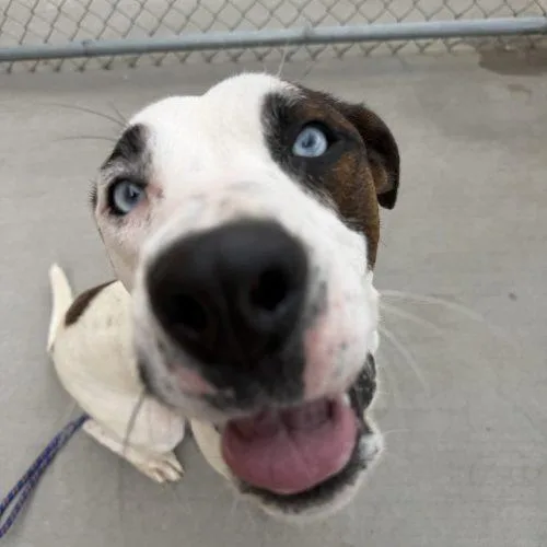A young medium-sized male Yellow / Tan / Blond / Fawn Pit Bull Terrier dog named Blick for adoption in Grand Junction, CO