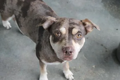 A young medium-sized male Terrier dog named Chestnut for adoption in Picayune, MS