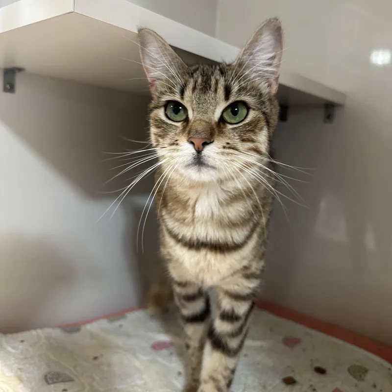 A young medium-sized female Tabby (Brown / Chocolate) Domestic Short Hair cat named Stella for adoption in East Brunswick, NJ