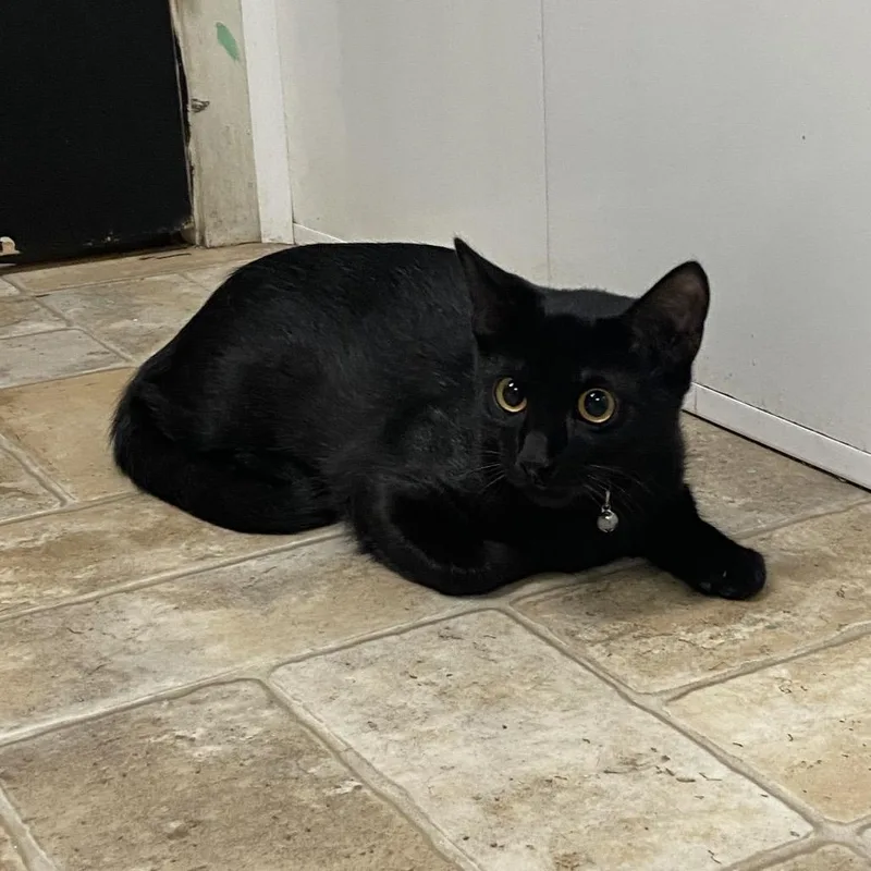 A baby medium-sized male Domestic Short Hair cat named Tigey for adoption in Monroe, LA