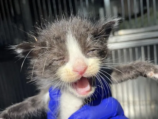A baby small-sized male Domestic Short Hair cat named Bear for adoption in Dallas, TX
