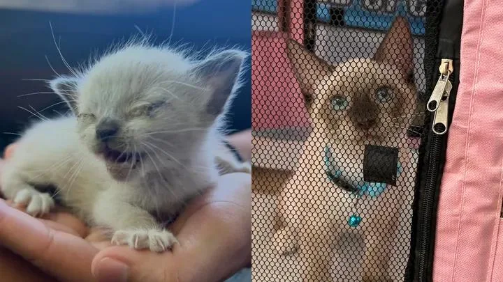 A young medium-sized male Buff / Tan / Fawn Siamese cat named Chance for adoption in Merced, CA
