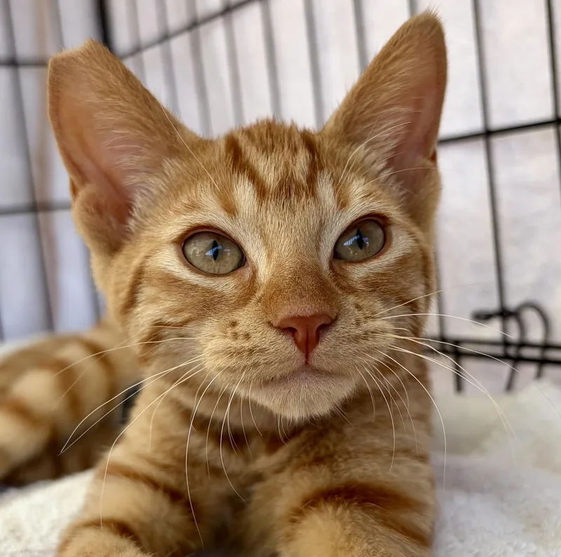 A young medium-sized female Orange / Red Tabby cat named Miley Cyrus for adoption in Greenfield, CA