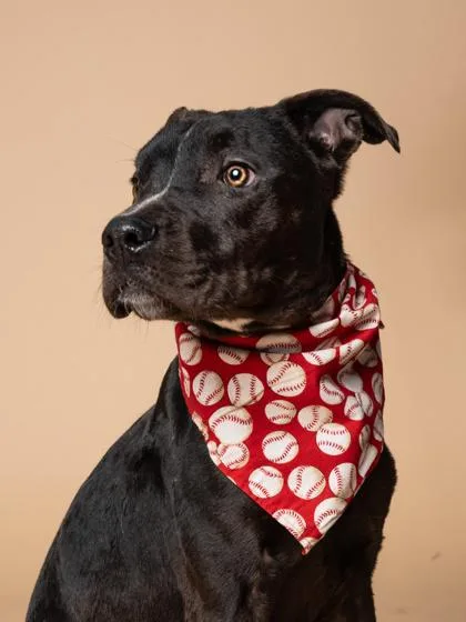 Lil Butter Snap thumbnail 2