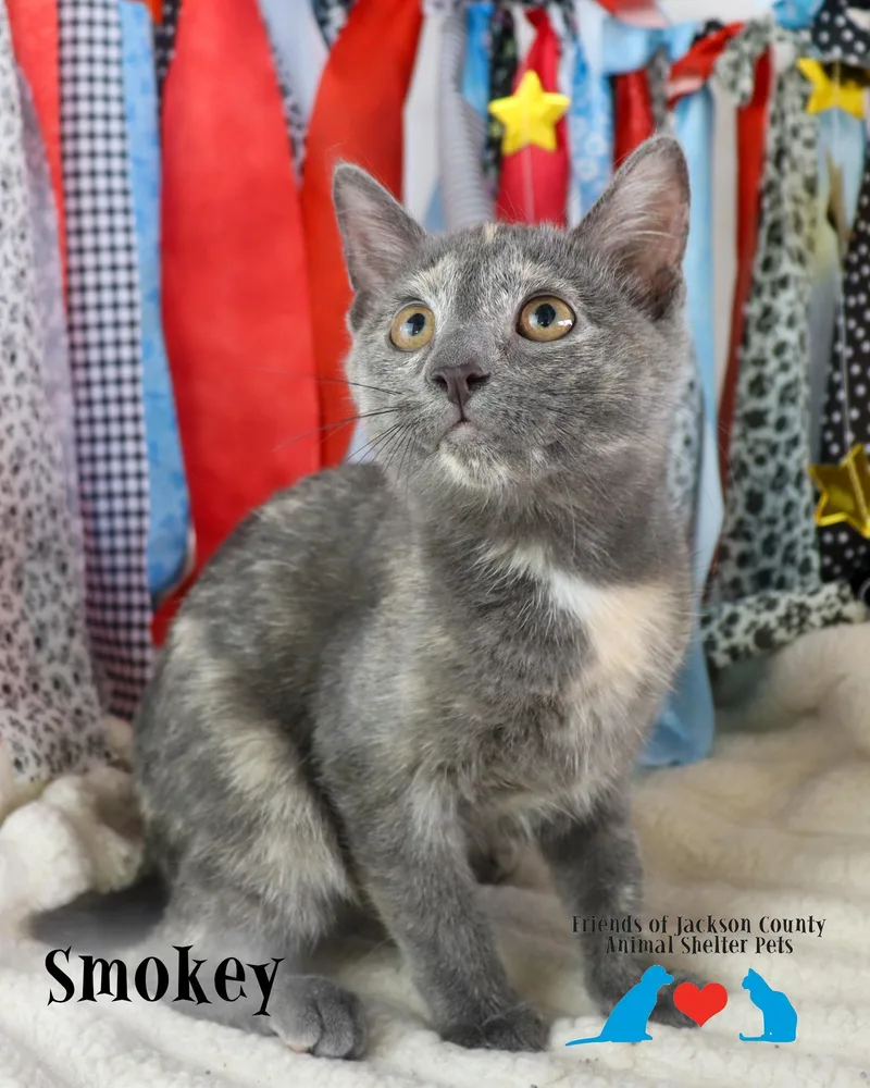 Smokey thumbnail 4