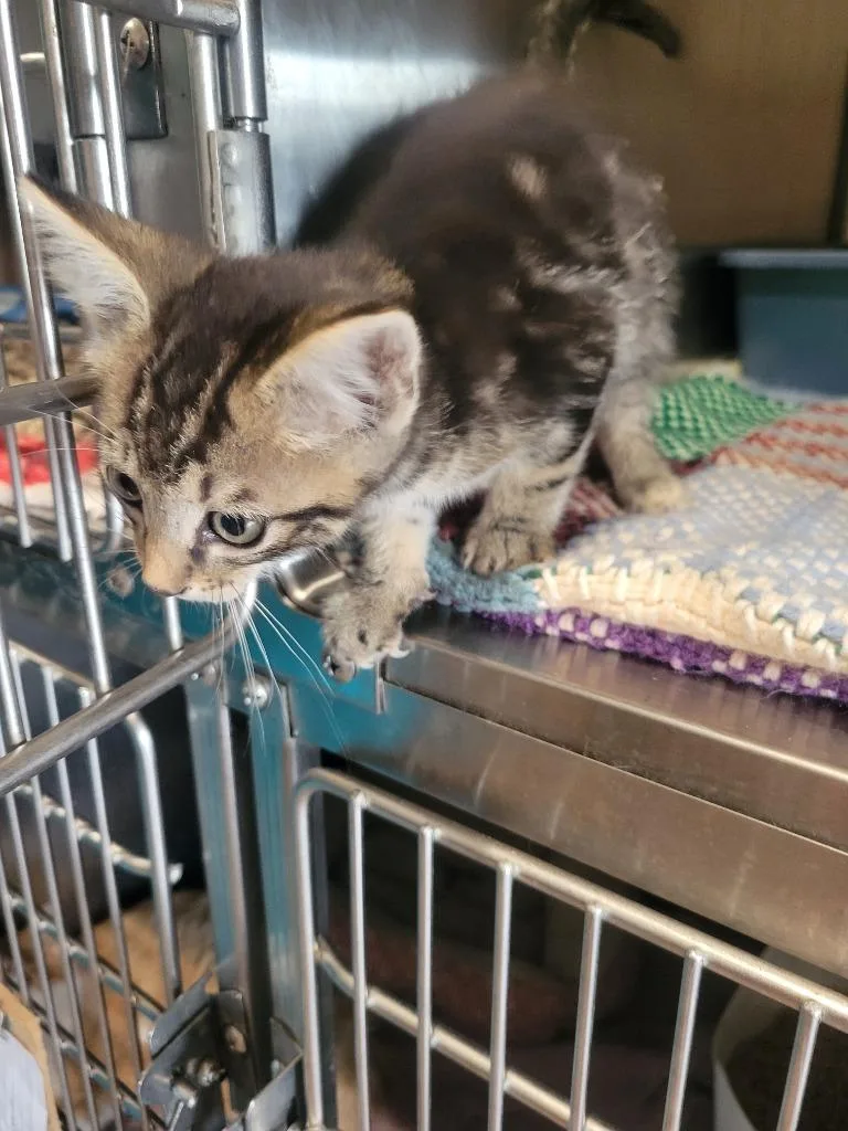 A baby medium-sized male Domestic Short Hair cat named Z Tanner bonded with for adoption in Ashland, WI
