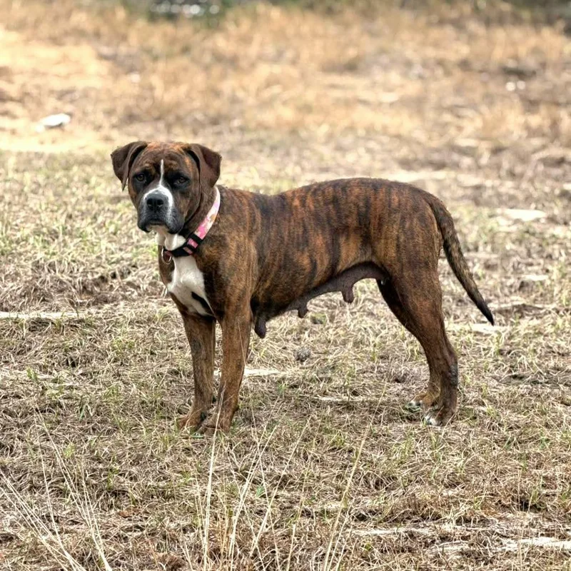 Bren Bren thumbnail 2