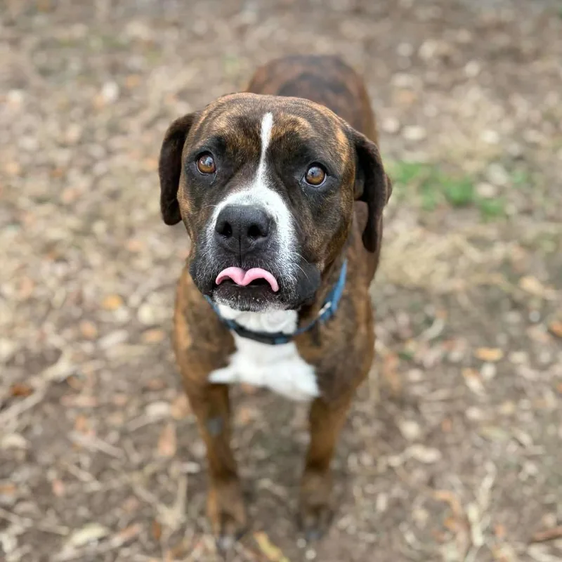 Bren Bren thumbnail 3