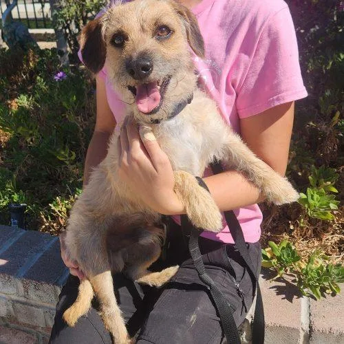 A young small-sized male Brown / Chocolate Border Terrier dog named Bubbz for adoption in Lathrop, CA