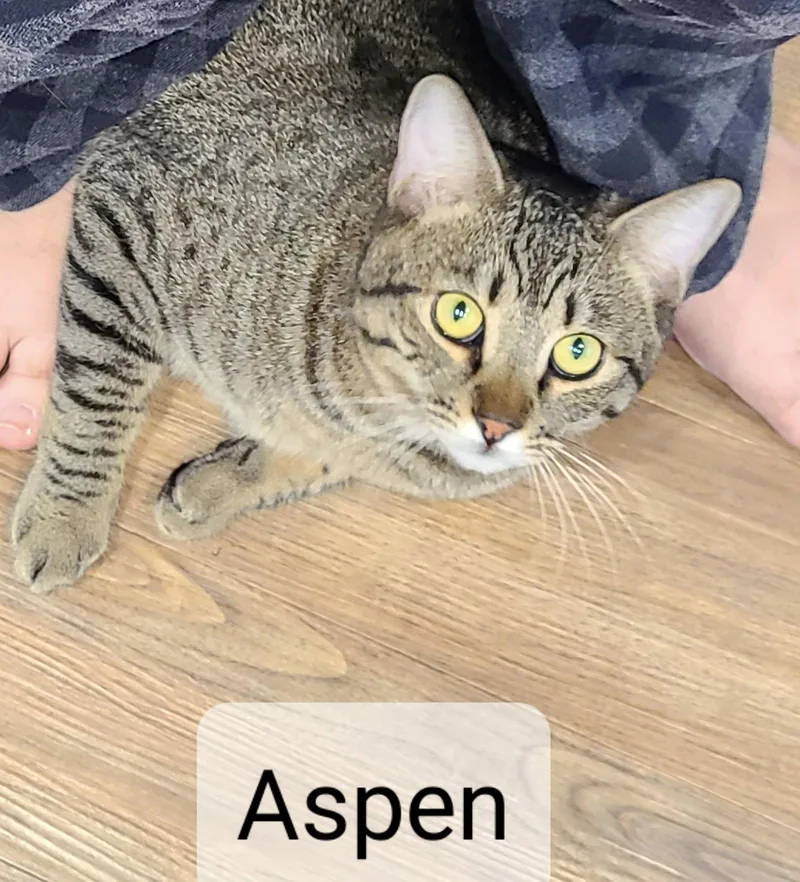 Aspen thumbnail 2