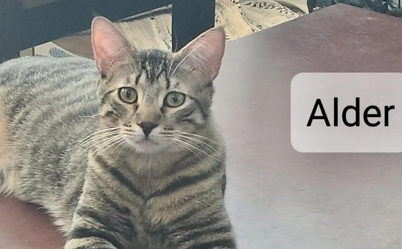 Aspen thumbnail 3