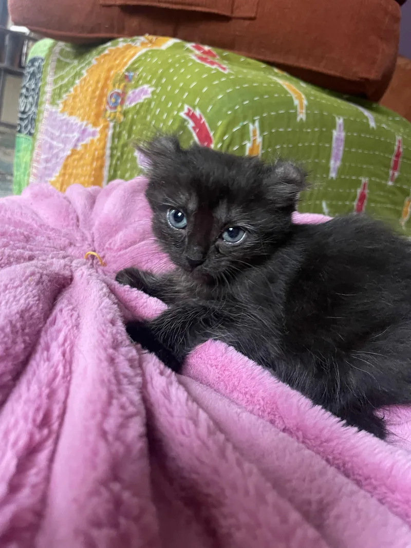 A baby small-sized female Tortoiseshell Scottish Fold cat named Catniss for adoption in Cincinnati, OH