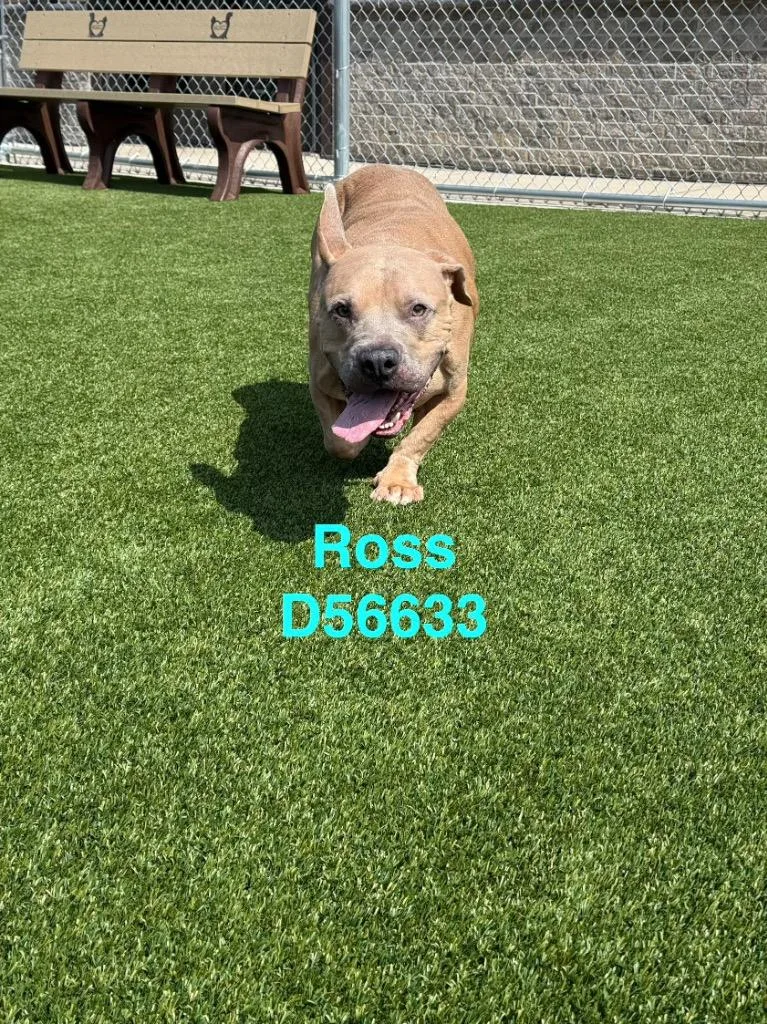 Ross