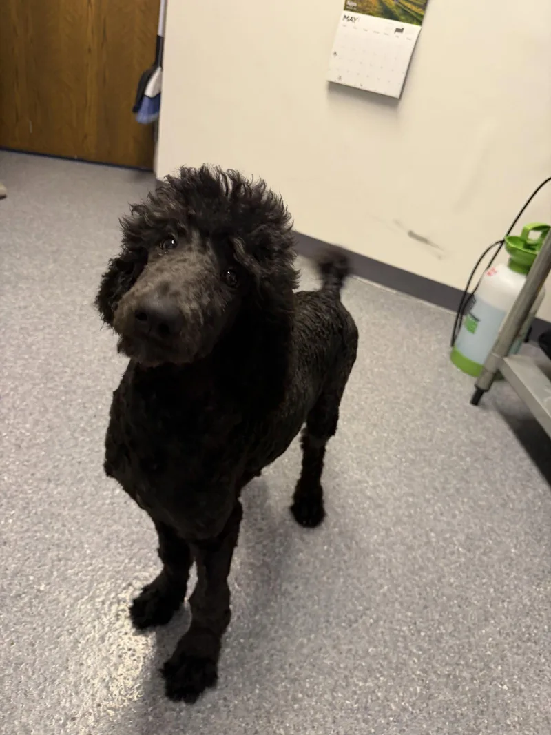 A young large-sized male Standard Poodle dog named Dip for adoption in Steeleville, IL