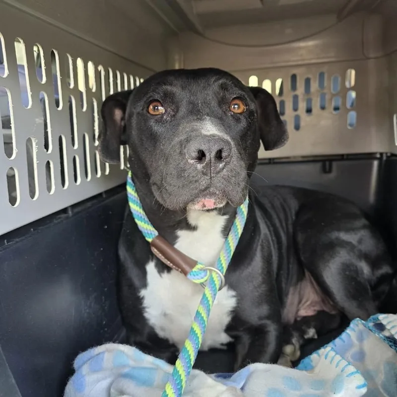 An adult medium-sized female Black Mixed Breed dog named Amara for adoption in Williston, FL