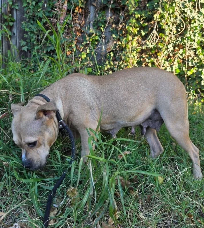 An adult large-sized female Pit Bull Terrier dog named Crybaby for adoption in Roanoke, VA