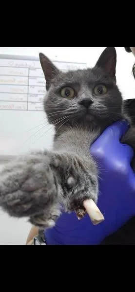 Lady Bug thumbnail 2