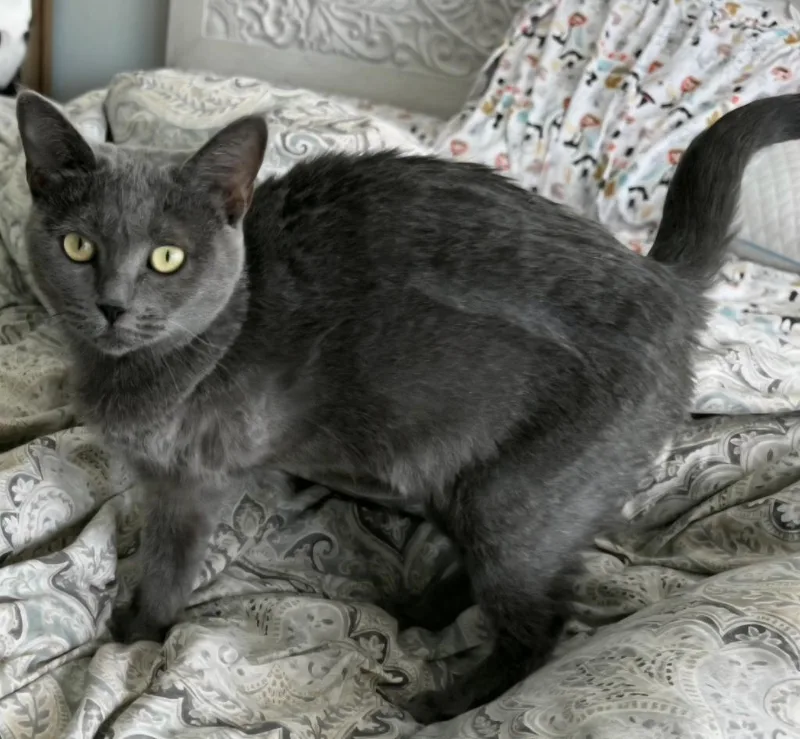 Lady Bug thumbnail 3