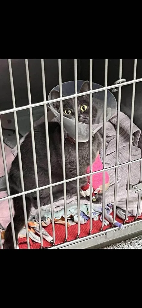 Lady Bug thumbnail 4