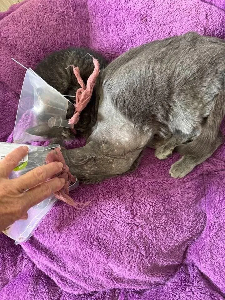 Lady Bug thumbnail 5