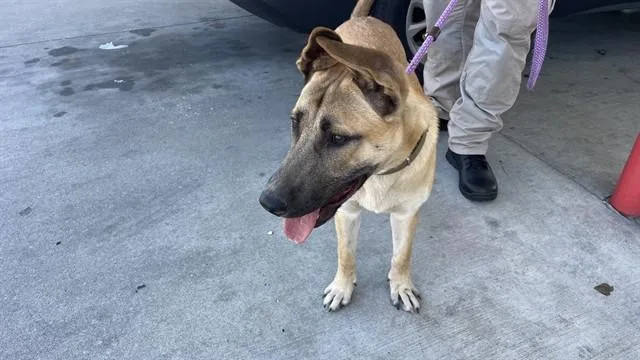 A young medium-sized male German Shepherd Dog dog named Shep for adoption in Lees Summit, MO