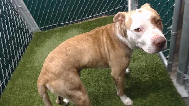 A young medium-sized male Pit Bull Terrier dog named Hopper Maeko for adoption in Downey, CA