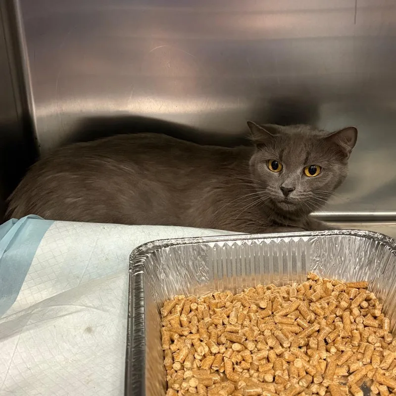 An adult medium-sized female Black Domestic Short Hair cat named Flareon for adoption in Greensboro, NC