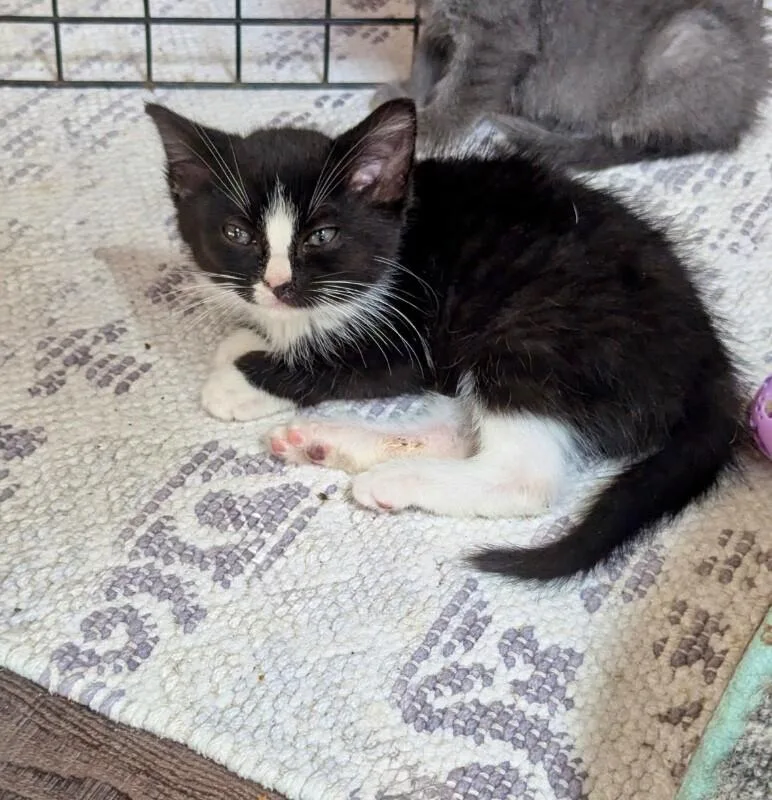 A young medium-sized male Black Domestic Short Hair cat named River for adoption in North Babylon, NY
