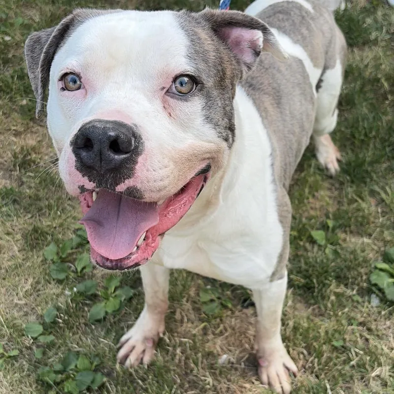 An adult large-sized male Pit Bull Terrier dog named Harold for adoption in Newark, NJ