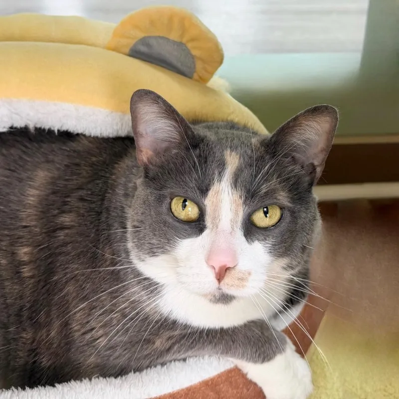 A senior medium-sized female Domestic Short Hair cat named Pillow for adoption in State College, PA
