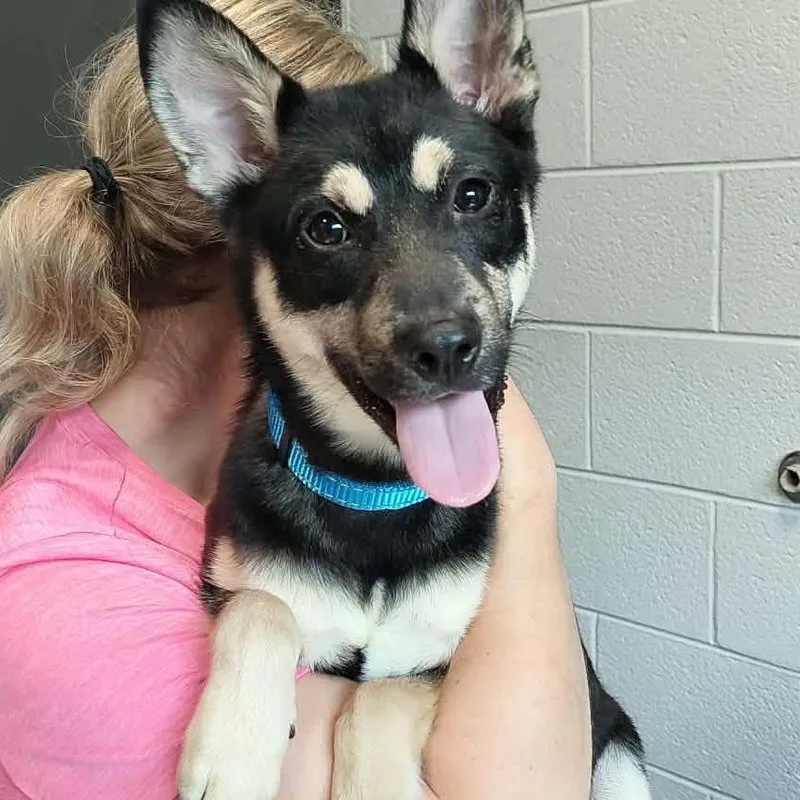 A young medium-sized male Mixed Breed dog named Astro for adoption in Beckley, WV