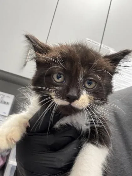 A baby small-sized female Domestic Short Hair cat named Cricket for adoption in Sevierville, TN