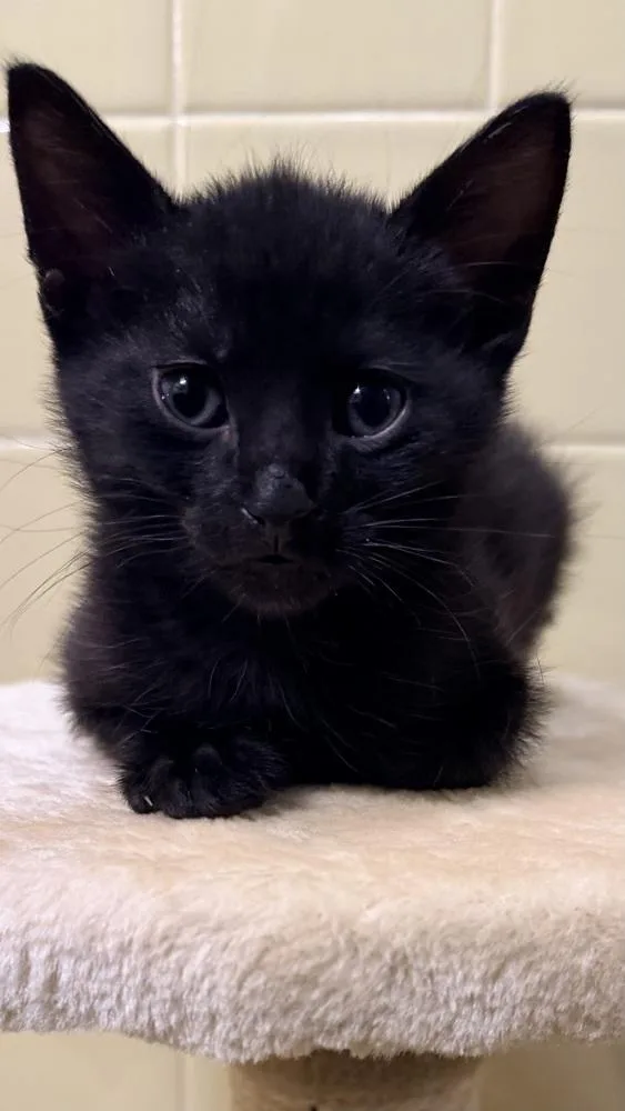 A baby small-sized male Domestic Short Hair cat named Neon Green Relish for adoption in Chicago, IL