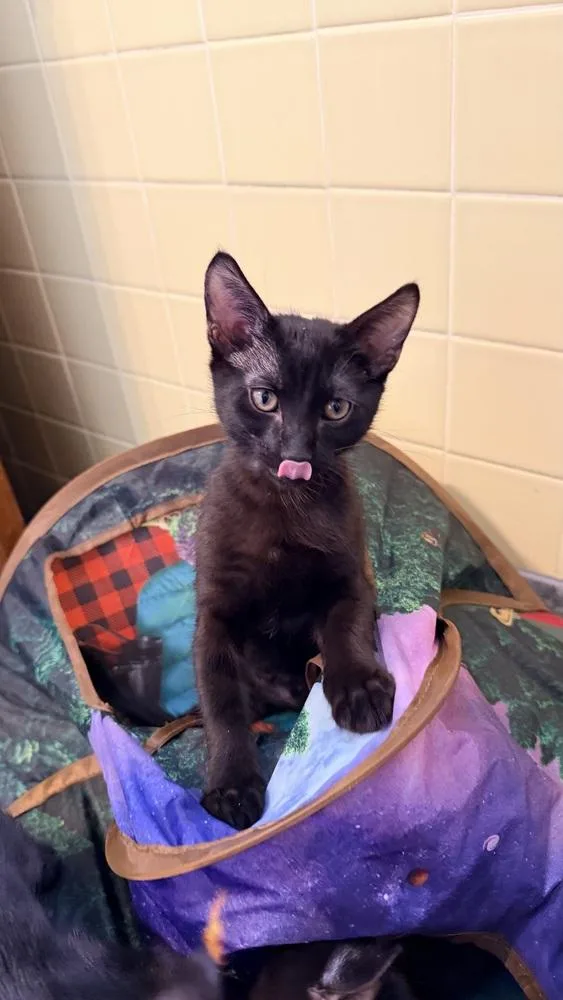 Neon Green Relish thumbnail 3