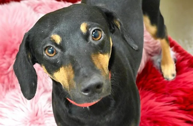 A young medium-sized female Canaan Dog dog named Rosa for adoption in Fort Lauderdale, FL