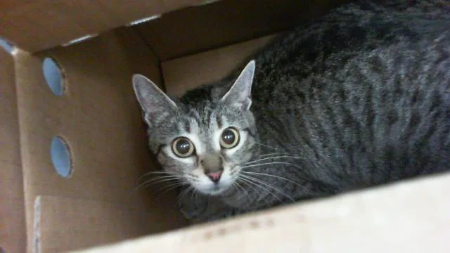 A young large-sized female Domestic Short Hair cat named Juniper for adoption in Charlotte, NC