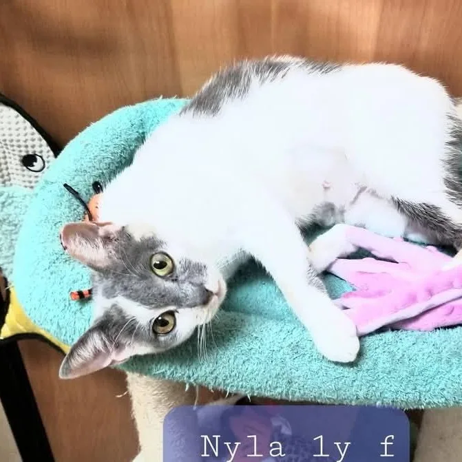 A young medium-sized female Calico Domestic Short Hair cat named Nyla for adoption in Palm Harbor, FL